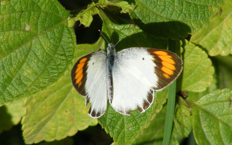 Small Orange Tip